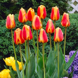 Darwin Hybrid Tulips