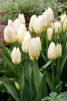 Fosteriana Tulips