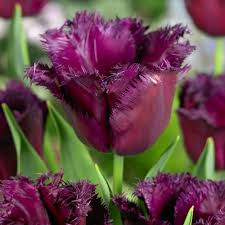 Fringed Tulips