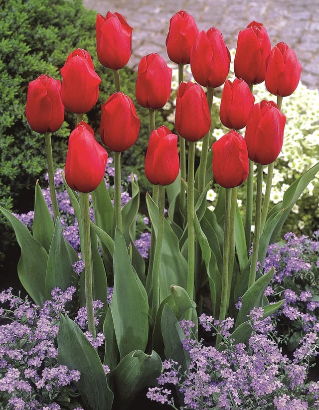 Kingsblood Tulips
