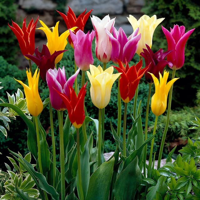 Lily Flowered Tulips