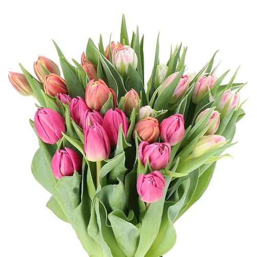 Double Tulips