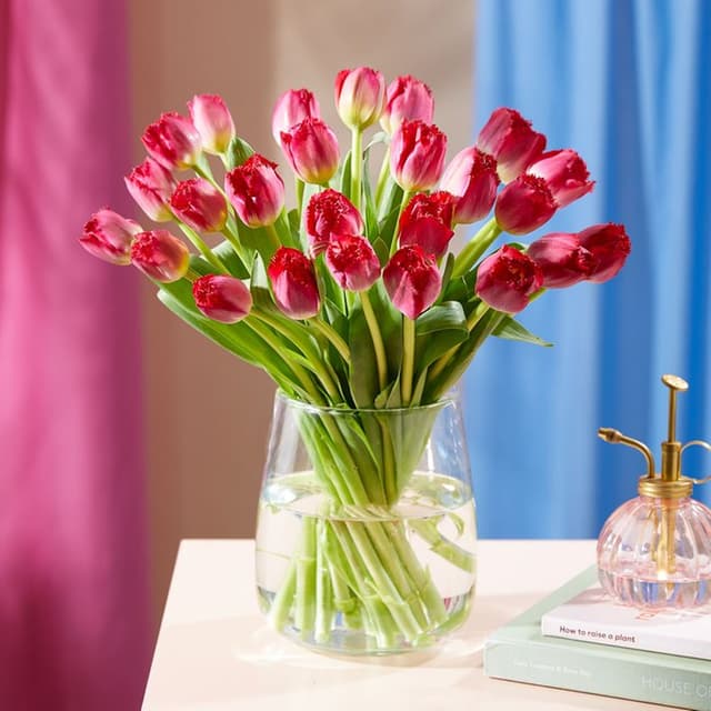 Fringed Tulip Mix