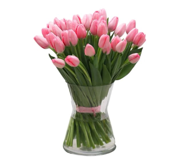 Light Pink Tulips